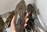 Loài cá có màu tối thui là "vua cá nước ngọt", có giá nửa triệu/kg vẫn đắt hàng