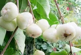 Thứ quả quê chín rụng ít ai nhặt: Sang nước ngoài giá vài trăm nghìn/kg, được ví như 'vua trái cây'