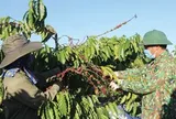 Mặt hàng tỷ đô của Việt Nam ngày càng được thị trường Đức ưa chuộng: Quý I bán 100 tấn, thu gần nửa tỷ USD