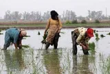 Gạo Ấn Độ, Thái Lan, Việt Nam sắp đón sóng gió, ‘thủ phạm’ là ai?