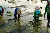 Buồn của quốc gia nhập khẩu gạo lớn nhất thế giới: Sản lượng nội địa sắp giảm mạnh gần 1 nửa, nông dân chịu cú sốc kép