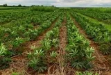 Mỏ 'vàng trắng dưới lòng đất' của Việt Nam vừa đón tin cực vui từ Hàn Quốc