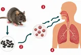 Bộ Y tế phát khuyến cáo khẩn về bệnh do virus Hanta gây ra
