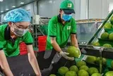 Bưởi, chanh Việt Nam rộng cửa vào thị trường Trung Quốc