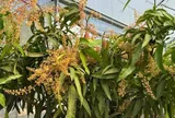 Quả "trứng mặt trời" đắt đỏ bậc nhất thế giới, 100 triệu đồng/cặp, ở Việt Nam có người trồng thành công