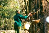"Vàng trắng" từ cây gỗ tỷ USD: Góp phần đưa Việt Nam vào Top 3 thế giới