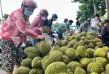 Sầu riêng lấy lại đà tăng giá