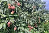 Sau Trung Quốc, Ấn Độ cũng trồng loại cây Việt Nam đang vào mùa: Được mệnh danh ‘vàng đỏ’ trên cây, năng suất 100 kg quả/ha