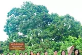 Điều đặc biệt về cây vải thiều 'báu vật' ở Bắc Ninh