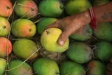 Một đối thủ của xoài Việt Nam bất ngờ rắc rối: Sở hữu ‘vua của các loại xoài’ nhưng mất mùa trầm trọng, đang xuất khẩu đứng đầu thế giới
