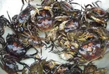 Cua đồng – món ăn dân dã quen thuộc ngày hè tốt cho xương