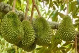 Tránh Việt Nam và Thái Lan, một đối thủ sầu riêng chọn lối đi riêng: Không chạy theo sản lượng, tập trung bán phân khúc cao cấp tại Trung Quốc