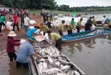 Hơn 100 tấn cá lồng bè tại hồ Trị An chết bất thường