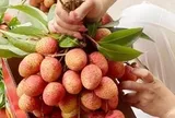 Kỷ lục: 300.000 đồng/kg vải thiều bán tại vườn