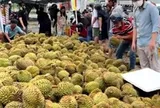 Mua sầu riêng non 'giải cứu' ven đường ở TP.HCM, người tiêu dùng lãnh đủ