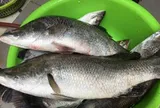Loài cá giá trị với dinh dưỡng vượt trội, sống được cả ở nước ngọt và nước mặn