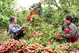 Vải thiều giữ giá cao, tiêu thụ thuận lợi