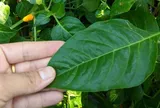 Đừng chỉ ăn quả, lá loại cây này quý như "nhân sâm người nghèo", mọc đầy ở quê nhưng ít ai biết