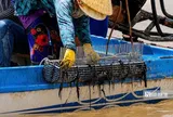Theo chân ngư dân săn "lộc trời" dưới đáy sông, kiếm tiền triệu mỗi ngày