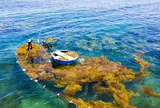 Nhộn nhịp mùa rong mơ ở Quảng Ngãi, nhiều hộ dân thu hơn triệu đồng mỗi ngày