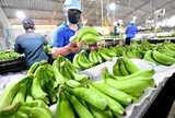 Loại quả dân dã mang tham vọng tỷ USD: Giúp Việt Nam đứng thứ 9 thế giới về sản lượng
