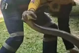 Bắt sống rắn hổ mang chúa khổng lồ dài 4 mét ẩn nấp trong xe