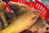 Loại cá giàu protein, giúp kéo dài tuổi thọ ở người cao tuổi