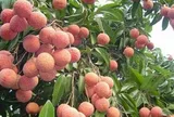 Bắc Ninh thu kỷ lục hơn 7.200 tỷ đồng từ vải thiều
