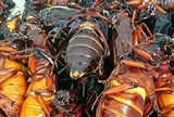 Nuôi loài côn trùng "kỳ lạ", anh nông dân bỏ túi gần 8 tỷ đồng mỗi năm