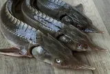 Loại cá có vẻ ngoài xấu xí nhưng lại là "kho báu dinh dưỡng": Thịt dày, ít tanh, giàu omega-3