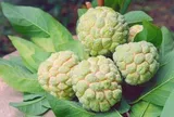 Thứ quả đang vào mùa ngon nhất, tốt cho tim mạch và huyết áp