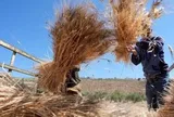 Không phải gạo hay ngô, một loại lương thực quan trọng của thế giới đang đón sóng gió: Giá tăng cao nhất 2 năm, Nga - Ukraine là 'ông trùm' của thế giới