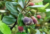 Loại quả là vị thuốc, giàu dưỡng chất nhưng 5 nhóm người không nên dùng
