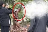 Chú rể bị lột đồ rồi trói vào cây trong ngày cưới, lý do gây bất ngờ