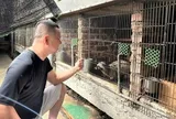 Từng mất trắng hàng trăm con chồn, anh nông dân xứ Nghệ làm lại và thu 2 tỷ đồng/năm