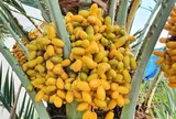 Quả chà là ngọt thơm, giàu dưỡng chất: 5 nhóm người nên ăn để nhận trọn lợi ích