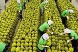 Ấn Độ mở cửa, sầu riêng Việt có cơ hội cán mốc 5 tỷ USD/năm