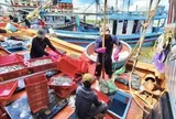 Thâu đêm dò luồng cá cơm trên biển Quảng Ngãi