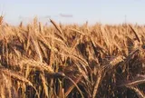 Giá lương thực thế giới "nóng" trở lại, cao nhất gần 4 năm