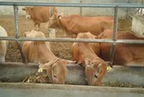 Bò H’Mông đối đầu “truyền thuyết” bò Wagyu, trâu đông lạnh Ấn Độ xoa dịu hầu bao khách hàng trong nước