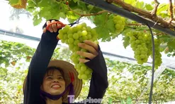 'Đột nhập' vườn nho sai trĩu, khách kéo đến mua chín không kịp