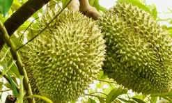 Thí điểm truy xuất nguồn gốc sầu riêng bằng tem do Bộ Công an phát hành