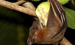 Chuyên gia cảnh báo: Dấu hiệu nhận biết trái cây từng bị động vật cắn, tránh nguy cơ virus Nipah