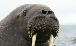 "Quái thú" có lớp mỡ dày 15cm, sống ở nơi lạnh nhất thế giới