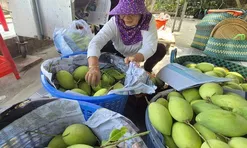 Xoài Tết quá mắc, người bán thấy giá cũng "sợ"