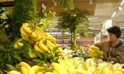 Chuối Tiến Vua khan hiếm do thời tiết, sản lượng giảm mạnh