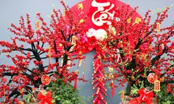 Đào đông khoe sắc đỏ rực đón Tết, giá lên đến vài trăm triệu đồng