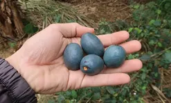 Loại quả xưa không ai thèm nhặt, giờ thành đặc sản tốt như "thuốc quý"