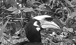 Loài vật quý hiếm bậc nhất bất ngờ "tái xuất" ở nơi đặc biệt