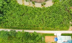 Trồng dược liệu trên thân cau, lão nông Thanh Hóa mở hướng làm kinh tế mới